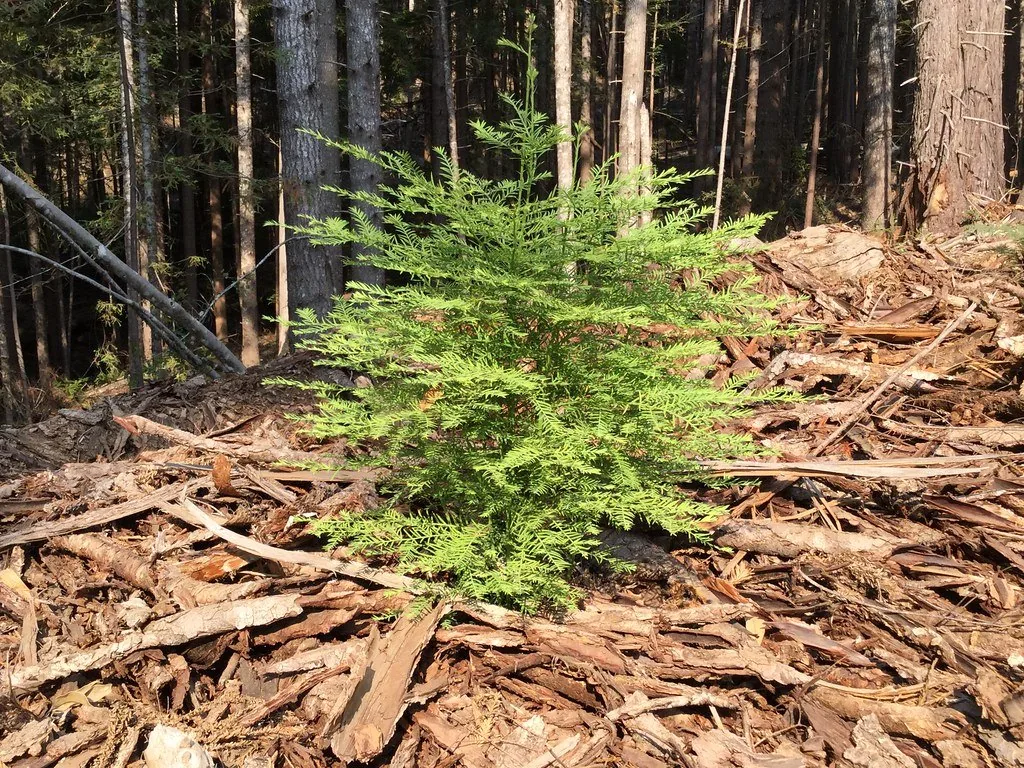 Enriquecimento de fragmento florestal