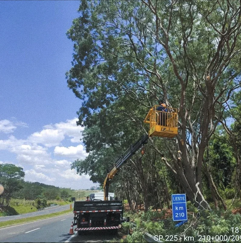 Manejo e arborização em área rodoviária